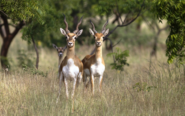 Индийские антилопы