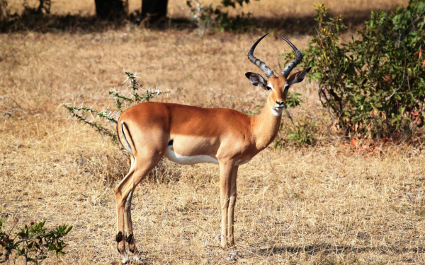 Спрингбок - прыгающая антилопа