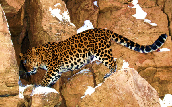 Леопард в горах