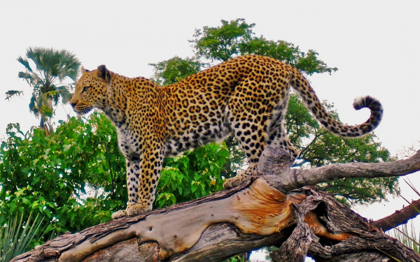 Леопард в джунглях