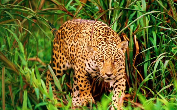 Леопард в зарослях