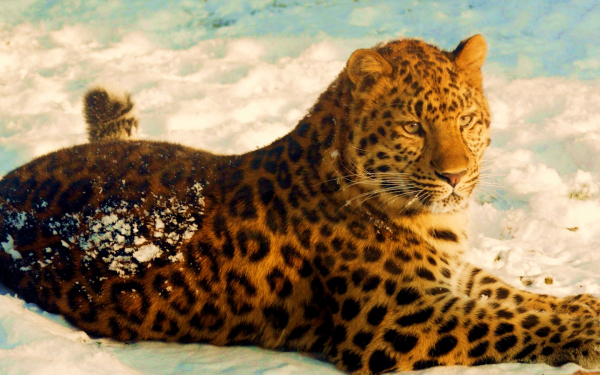 Леопард на снегу