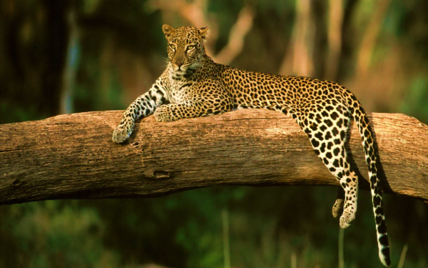 Леопард отдыхает