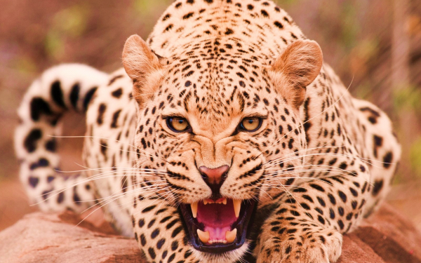 Свирепый леопард