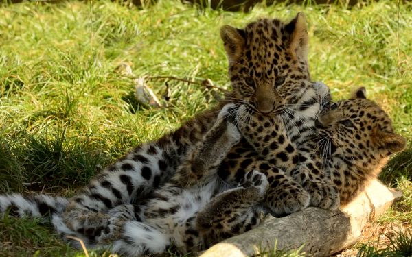 Котята леопарда играют