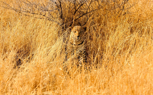 Леопард видит добычу