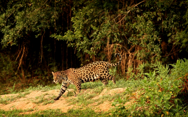 Леопард вышел из леса