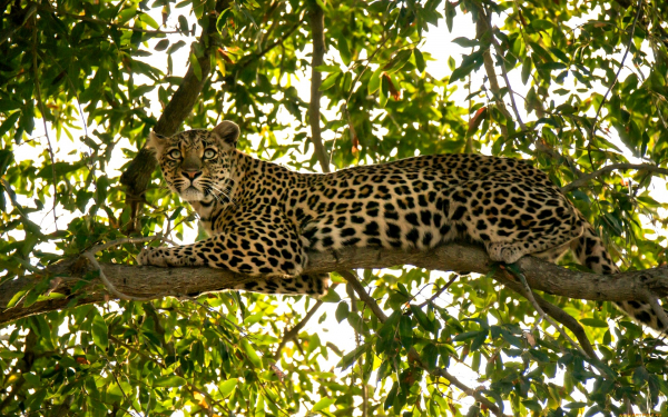 Леопард на ветке дерева