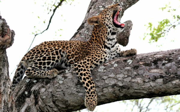 Леопард хочет спать