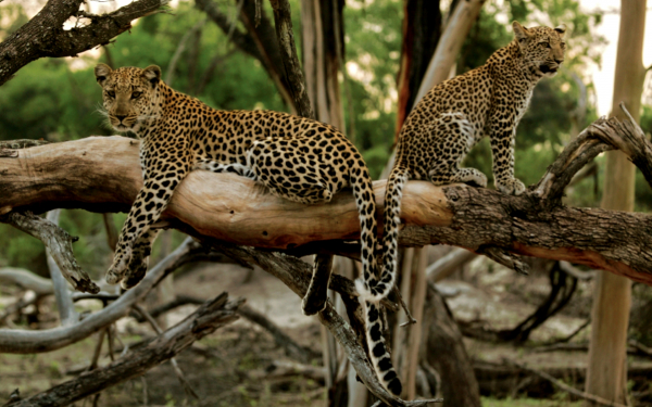 Молодые леопапрды на дереве