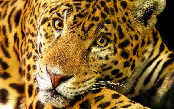 Морда леопарда