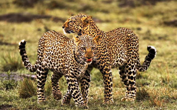 Два леопарда