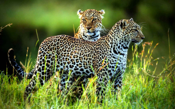 Два леопарда