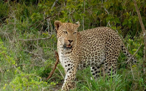 Леопард в лесу