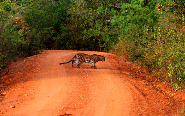 Леопард на дороге