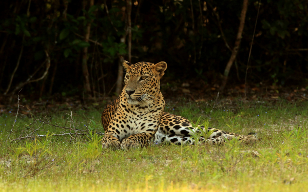 Леопард отдыхает на поляне