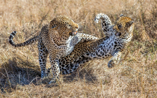 Леопарды ссорятся