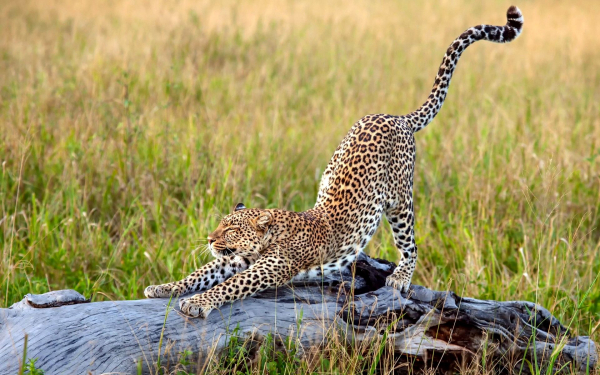 Лепард медетирует