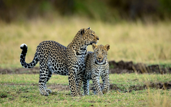 Самка леопарда с детенышем