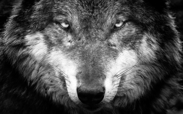 Волк - серый разбойник