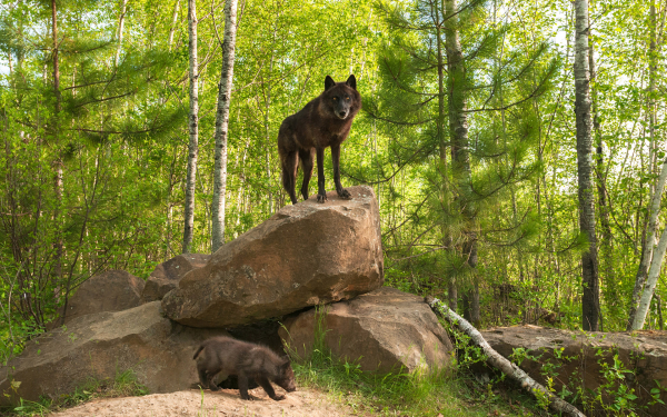 Волчица и волчонок в лесу