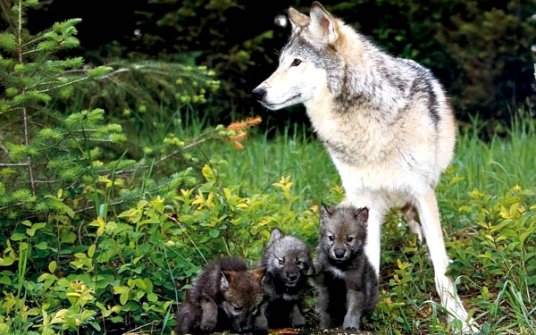 Волчица и три волчонка