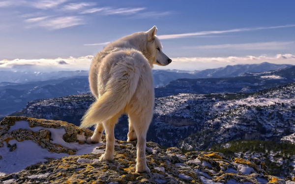 Белый волк в горах