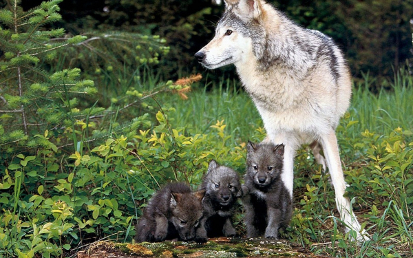 Волчица и волчата