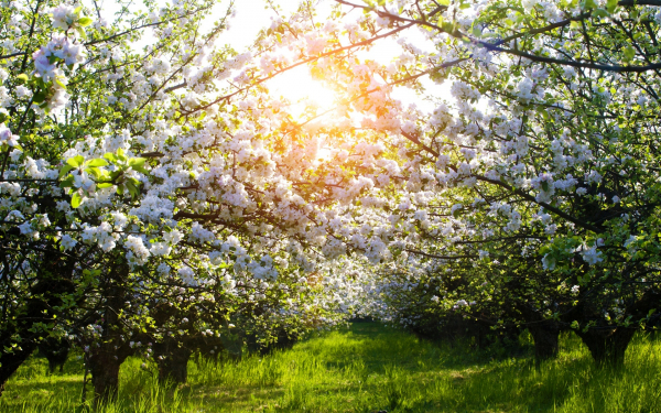 Фруктовый сад весной
