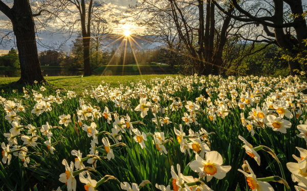 Весна цветы