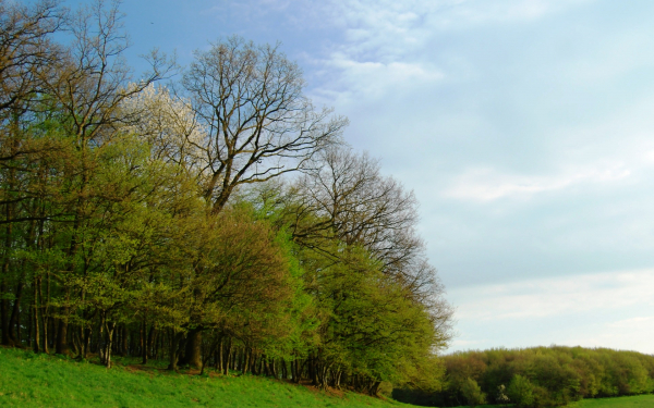 Весенний лес