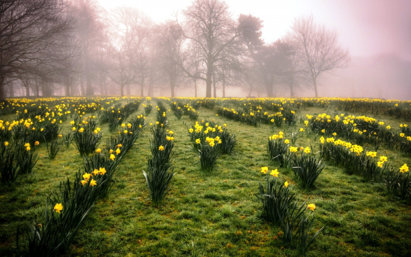 Весенний туман