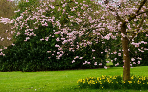 Весна в парке