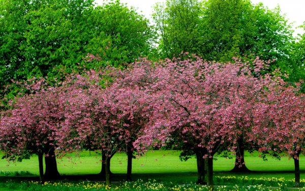 Весна цветы деревья