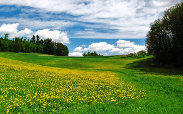 Весенняя лужайка