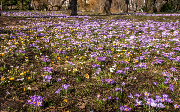 Весенняя поляна в лесопарке