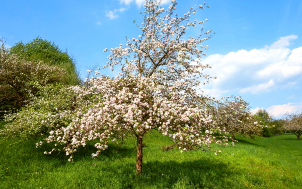 Весенняя природа