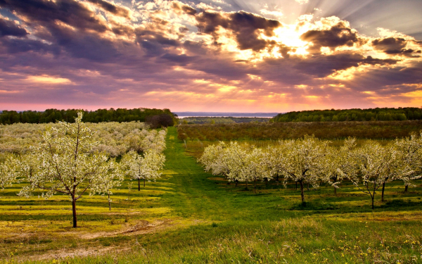 Сады весенние