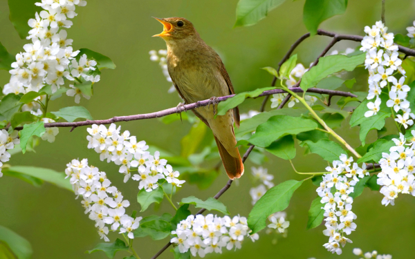Соловей воспевает весну