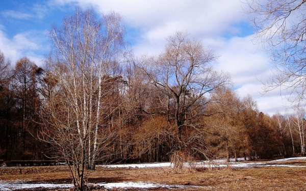Весенний лесопарк