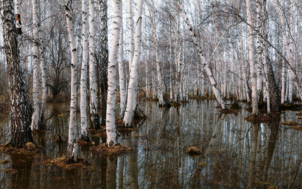 Талая вода в весенней березовой роще
