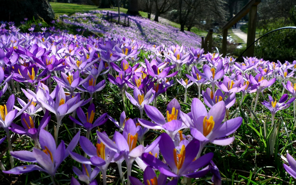 Крокусы в весеннем парке