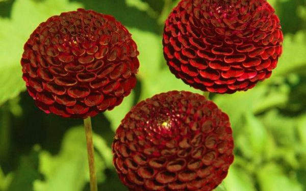 Бордовые георгины