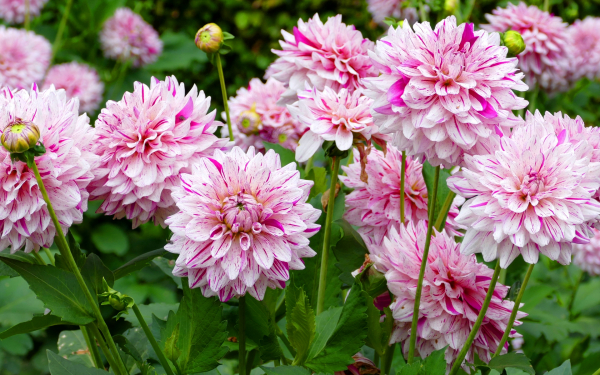 Георгины крапчатые