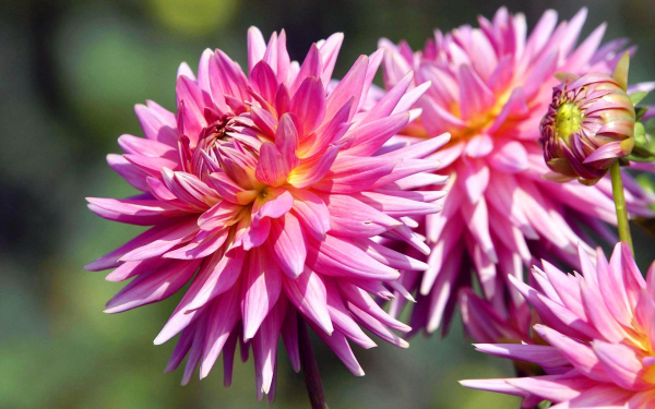 Георгины лотосовидные