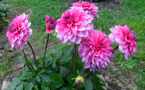 Георгины нимфейные