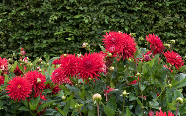 Георгины полукактусовые красные