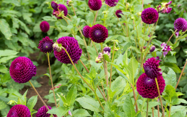 Георгины помпонные бордовые