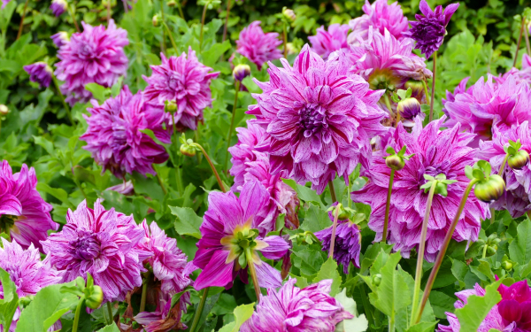 Декоративные георгины