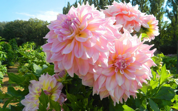 Декоративные розовые георгины